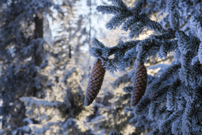 Betriebsferien Weihnachten / Neujahr 25/26